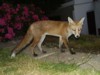 fox cub standing