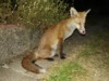 fox cub licking lips