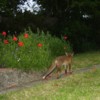 Cub and poppies