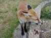fox cub eating happily