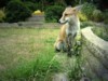 fox cub sitting 2