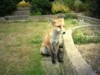 Fox cub sitting 3