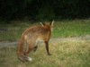 fox cub turning away