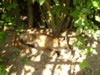 fox cub in the sun 2