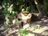 fox cub in the sun 2