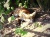 fox cub in the sun 3
