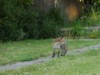 fox cub on path