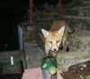 Fox cub and watering can