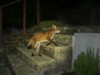 fox cub on steps 2