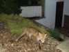 wet fox cub