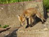 fox cub on steps