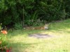 fox cub sunbathing
