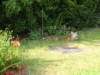 fox cub sunbathing 2
