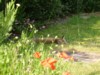 fox cub sunbathing 4