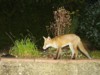 fox cub on wall