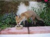 fox cub feeding