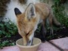 fox cub feeding 2