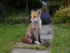 fox cub on path