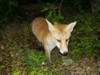 fox cub on gravel