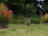 fox cub in garden