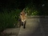 Fox cub stepping