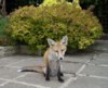 fox cub on patio