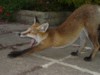 fox cub stretching