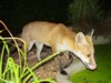 fox cub by pond