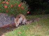 fox cub eating