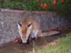 fox cub eating 2