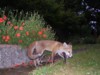 fox cub walking