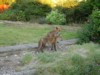 fox and cub