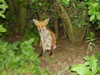 Fox in woodland garden