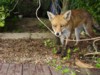 fox by decking