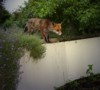 Fox leap