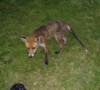 Fox bag snatch