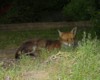 Fox reclined