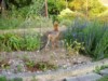 Fox in flower bed 2