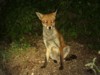 fox sitting 1