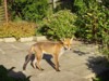 Fox standing