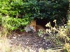 fox in shrubs 2
