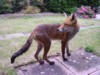 fox looking back