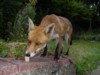 fox investigating food
