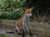 fox sitting
