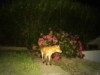 Fox at night