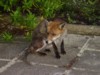 fox looking