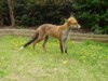 fox on lawn 2
