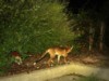 Fox at night 2