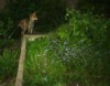 fox at flower bed