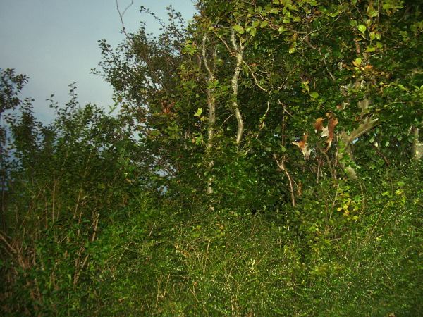 Fox in tree